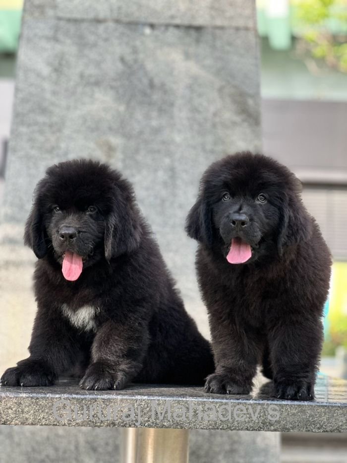 DogsIndia.com  Newfoundland  Gururaj