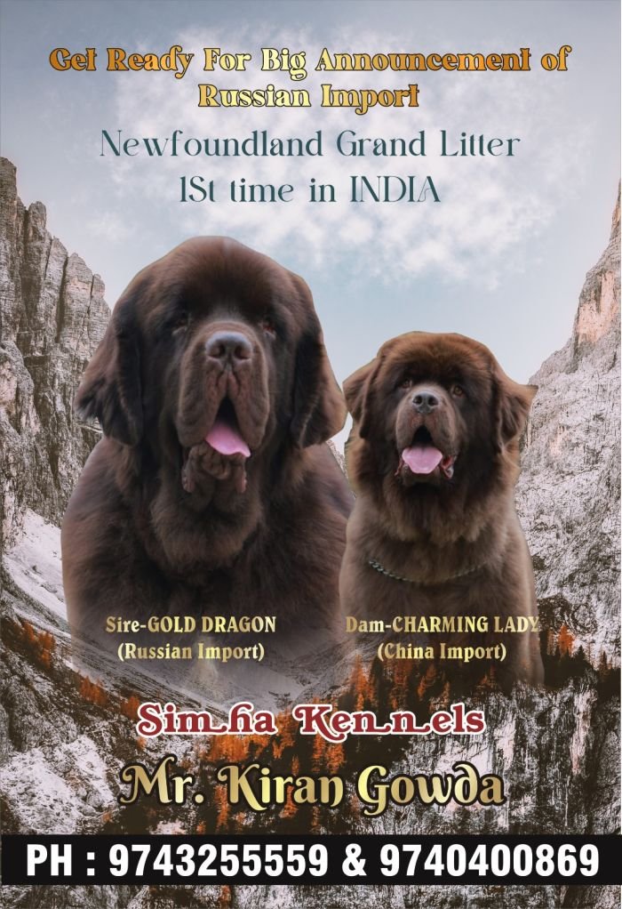 DogsIndia.com - Newfoundland - Kiran Gowda - Simha Kennels