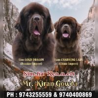 DogsIndia.com - Newfoundland - Kiran Gowda - Simha Kennels