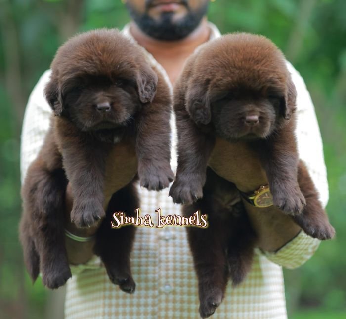 DogsIndia.com - Newfoundland - Kiran Gowda - Simha Kennels