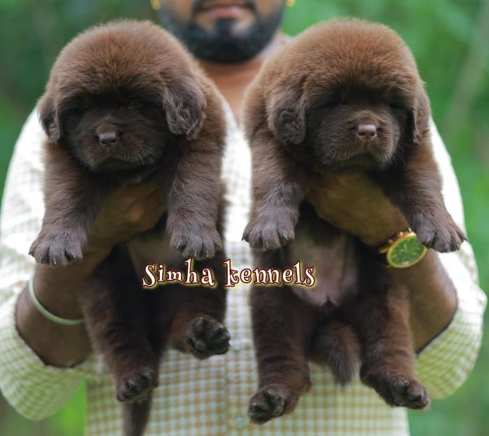 DogsIndia.com - Newfoundland - Kiran Gowda - Simha Kennels