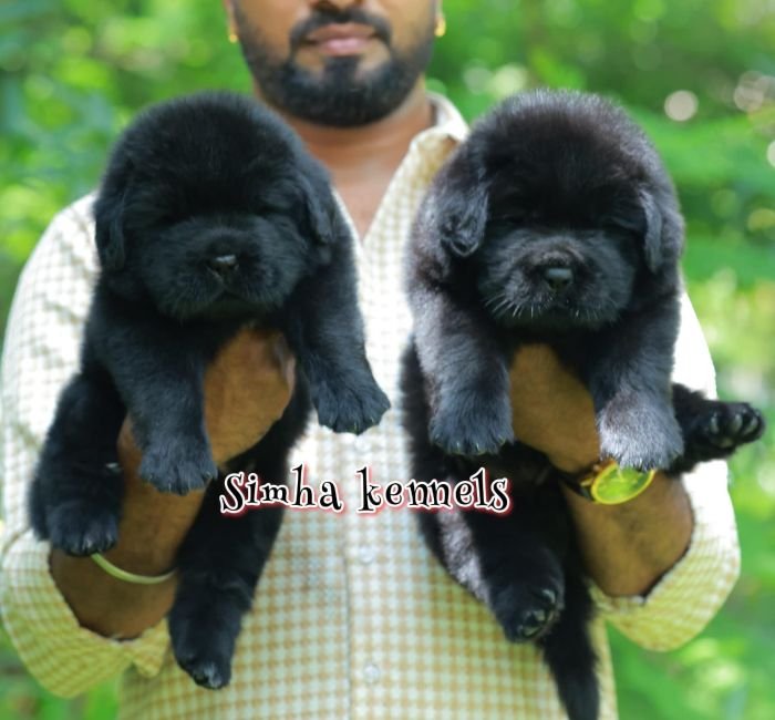 DogsIndia.com - Newfoundland - Kiran Gowda - Simha Kennels