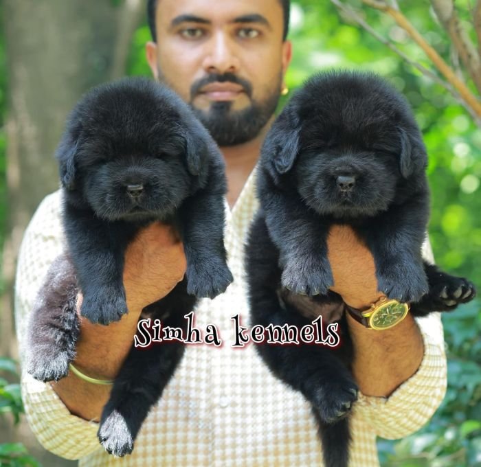 DogsIndia.com - Newfoundland - Kiran Gowda - Simha Kennels