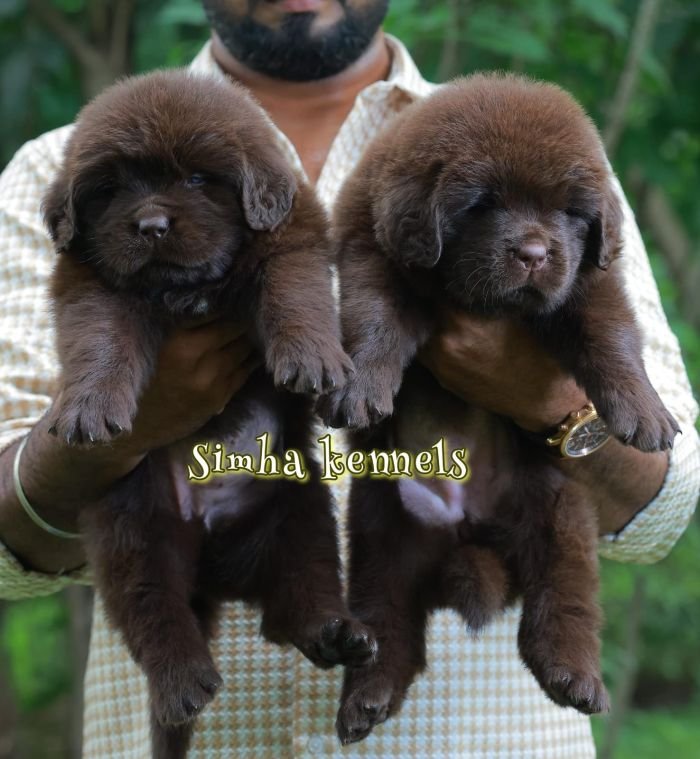 DogsIndia.com - Newfoundland - Kiran Gowda - Simha Kennels