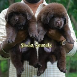 DogsIndia.com - Newfoundland - Kiran Gowda - Simha Kennels