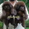 DogsIndia.com - Newfoundland - Kiran Gowda - Simha Kennels