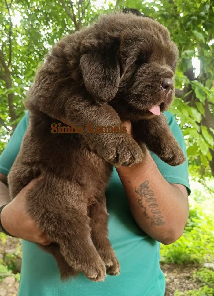 DogsIndia.com - Newfoundland - Kiran Gowda - Simha Kennels