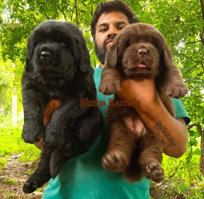 DogsIndia.com - Newfoundland - Kiran Gowda - Simha Kennels