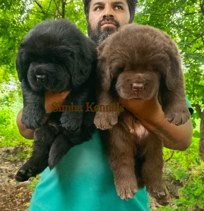 DogsIndia.com - Newfoundland - Kiran Gowda - Simha Kennels