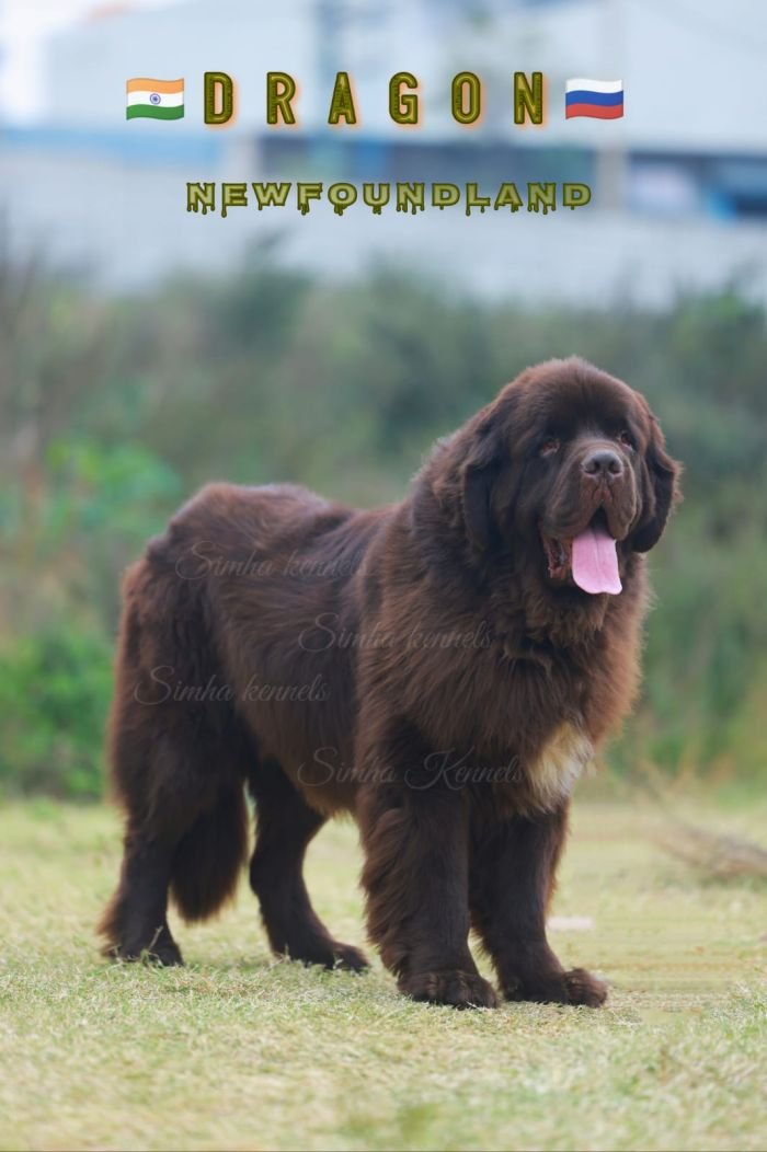 DogsIndia.com - Newfoundland - Kiran Gowda - Simha Kennels