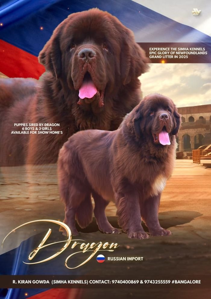 DogsIndia.com - Newfoundland - Kiran Gowda - Simha Kennels