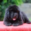 DogsIndia.com - Newfoundland - Kiran Gowda - Simha Kennels