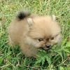 DogsIndia.com - Toy Pomeranian - Jayaprakash
