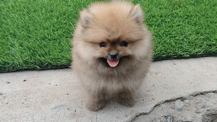 DogsIndia.com - Toy Pomeranian - Jayaprakash