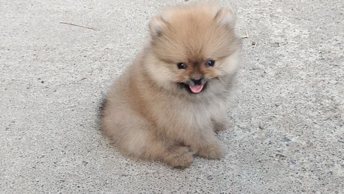 DogsIndia.com - Toy Pomeranian - Jayaprakash