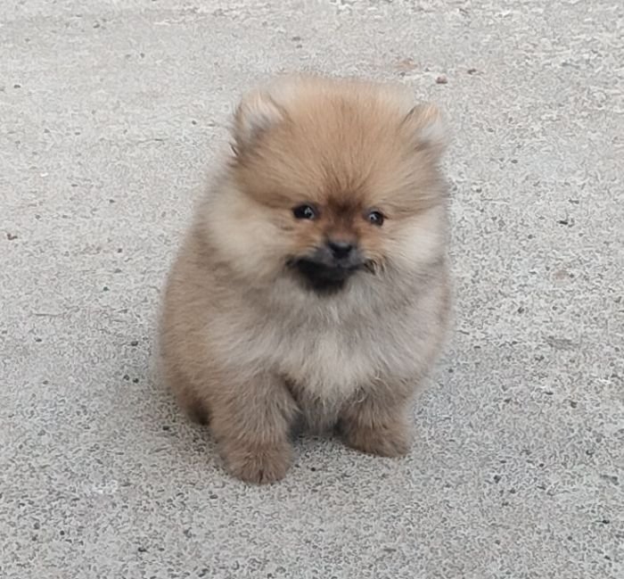 DogsIndia.com - Toy Pomeranian - Jayaprakash