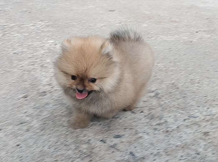 DogsIndia.com - Toy Pomeranian - Jayaprakash