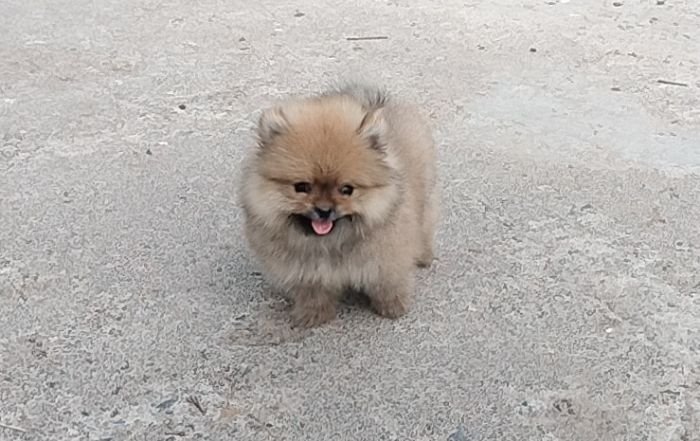 DogsIndia.com - Toy Pomeranian - Jayaprakash