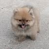 DogsIndia.com - Toy Pomeranian - Jayaprakash