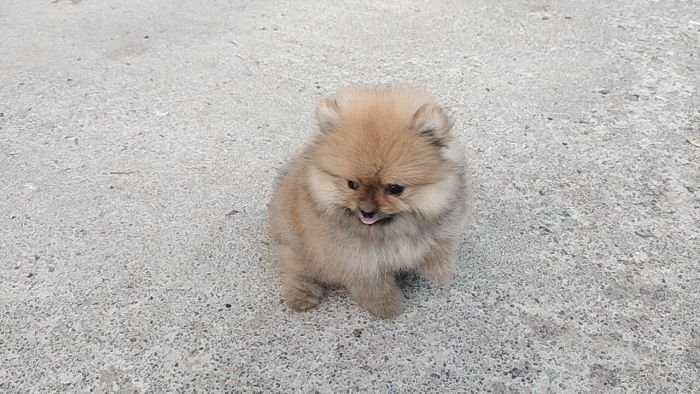 DogsIndia.com - Toy Pomeranian - Jayaprakash