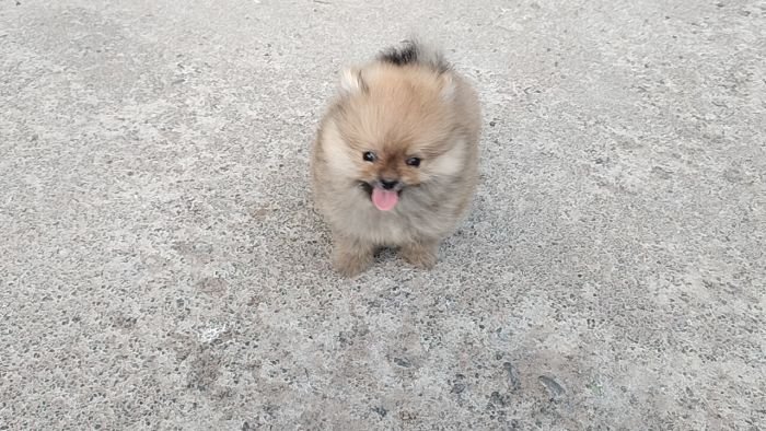 DogsIndia.com - Toy Pomeranian - Jayaprakash