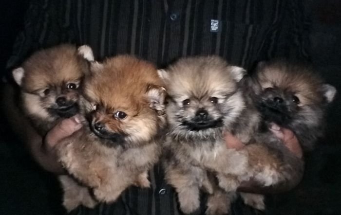 DogsIndia.com - Toy Pomeranian - Jayaprakash