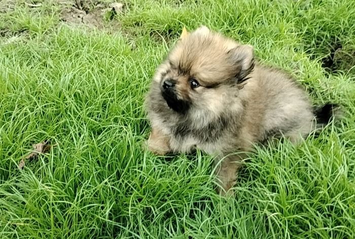 DogsIndia.com - Toy Pomeranian - Jayaprakash