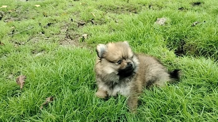 DogsIndia.com - Toy Pomeranian - Jayaprakash