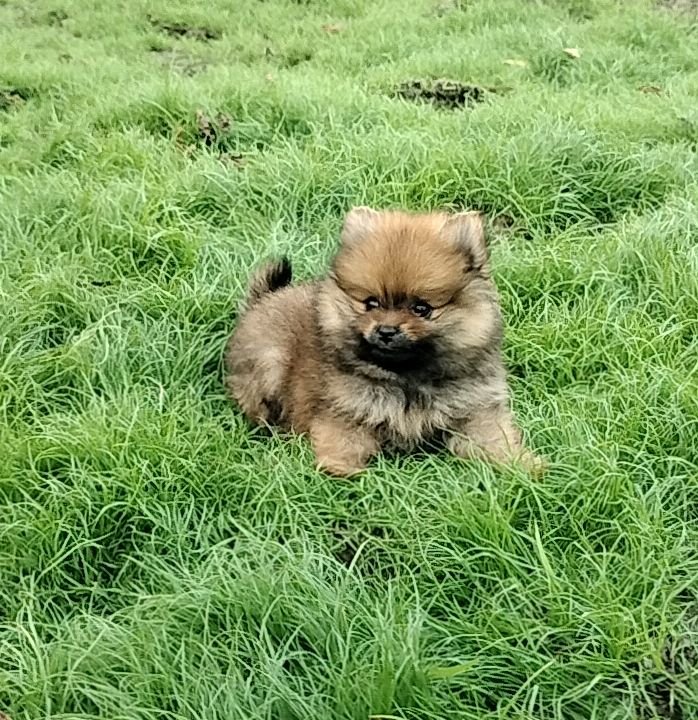 DogsIndia.com - Toy Pomeranian - Jayaprakash