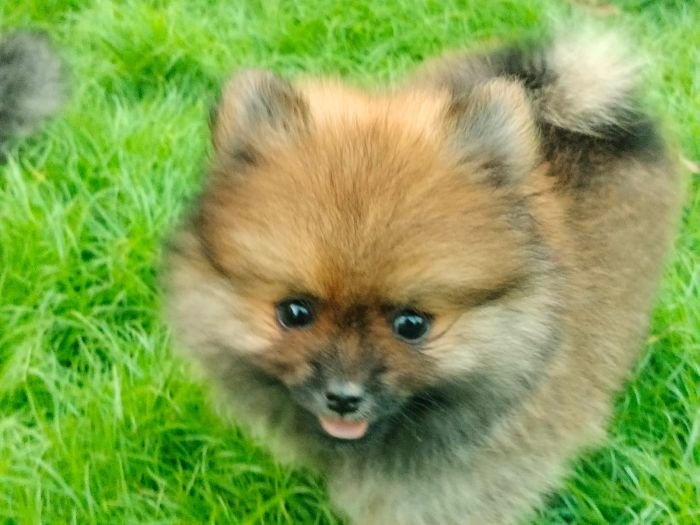 DogsIndia.com - Toy Pomeranian - Jayaprakash
