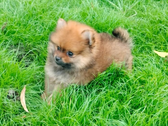 DogsIndia.com - Toy Pomeranian - Jayaprakash