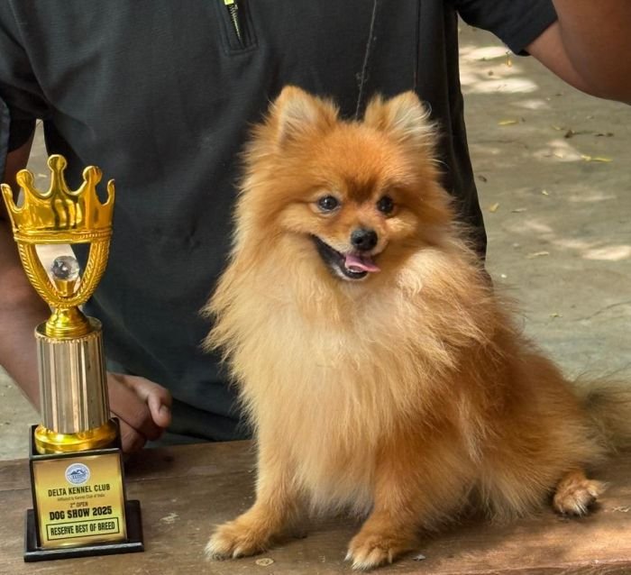 DogsIndia.com - Toy Pomeranian - Jayaprakash
