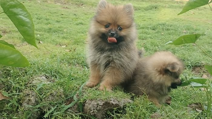 DogsIndia.com - Toy Pomeranian - Jayaprakash