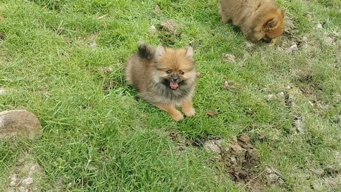 DogsIndia.com - Toy Pomeranian - Jayaprakash