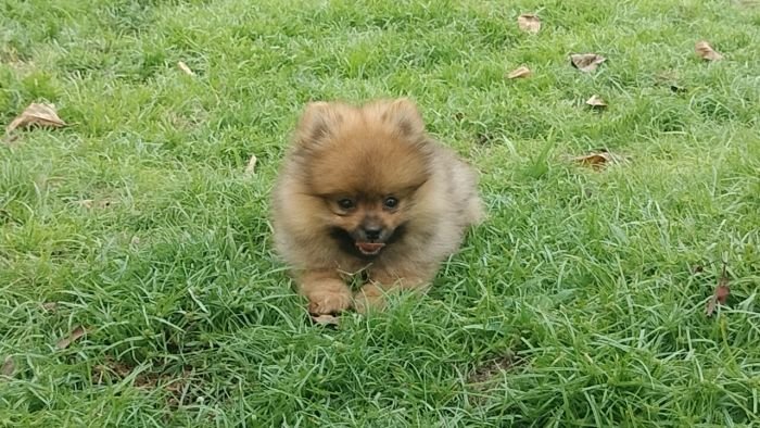 DogsIndia.com - Toy Pomeranian - Jayaprakash