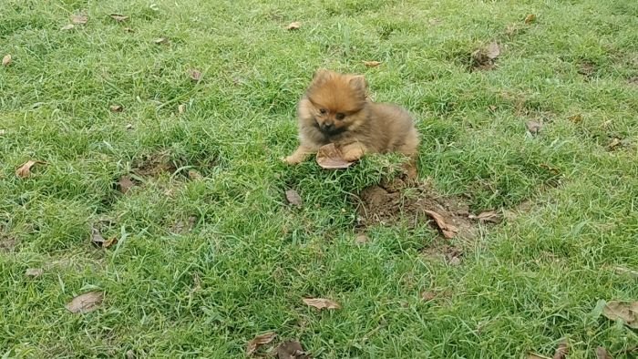 DogsIndia.com - Toy Pomeranian - Jayaprakash