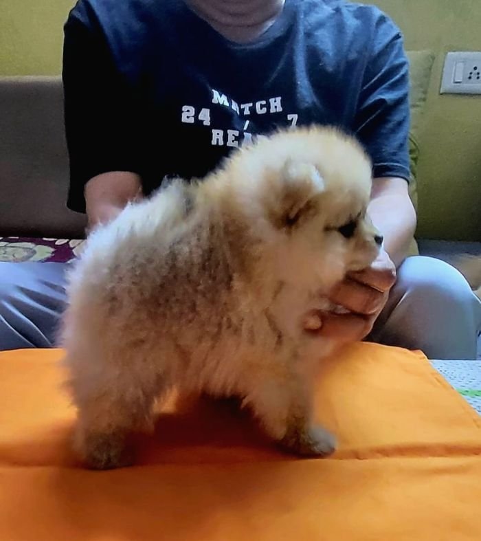 DogsIndia.com - Pomeranian - Mrinmoy Datta