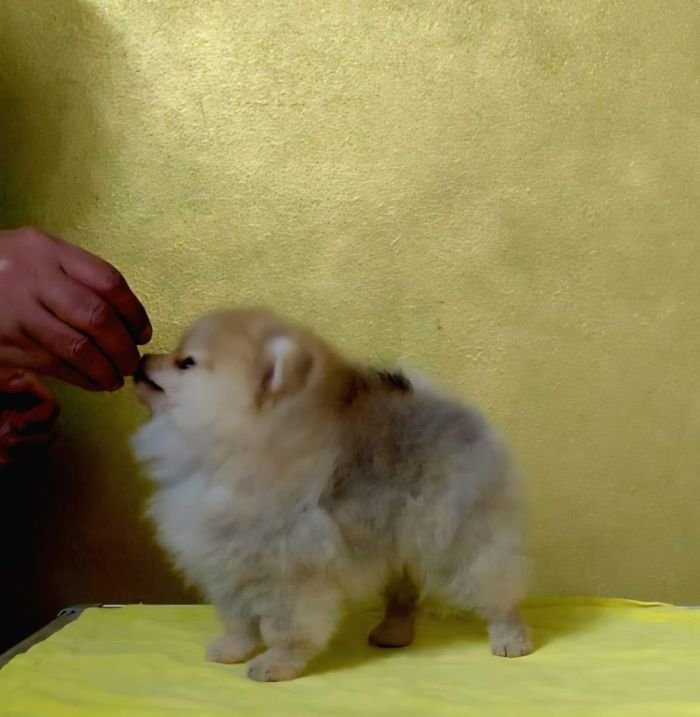 DogsIndia.com - Pomeranian - Mrinmoy Datta