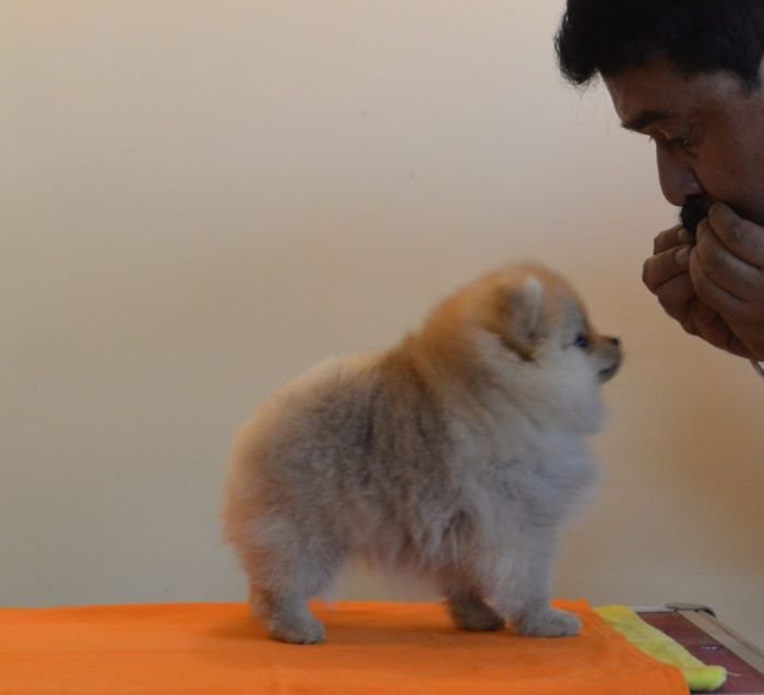 DogsIndia.com - Pomeranian - Mrinmoy Datta