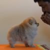 DogsIndia.com - Pomeranian - Mrinmoy Datta