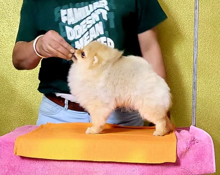 DogsIndia.com - Pomeranian - Mrinmoy Datta