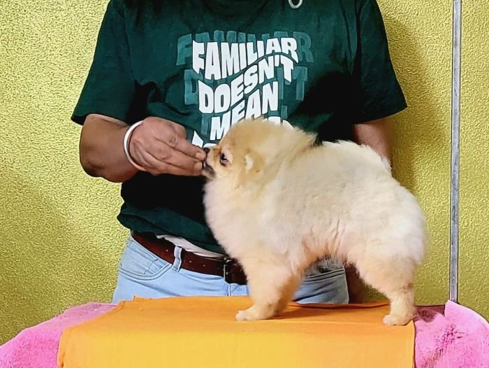 DogsIndia.com - Pomeranian - Mrinmoy Datta