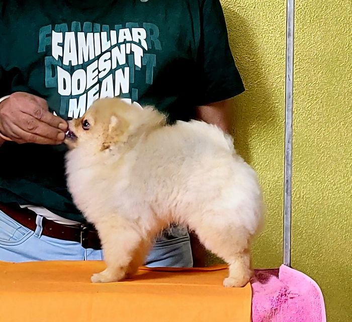 DogsIndia.com - Pomeranian - Mrinmoy Datta