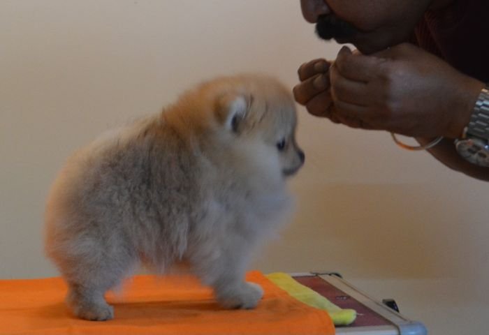 DogsIndia.com - Pomeranian - Mrinmoy Datta