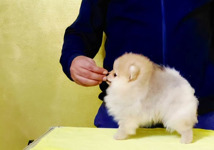 DogsIndia.com - Pomeranian - Mrinmoy Datta