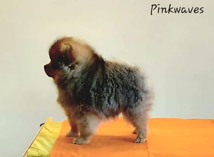 DogsIndia.com - Pomeranian - Mrinmoy Datta