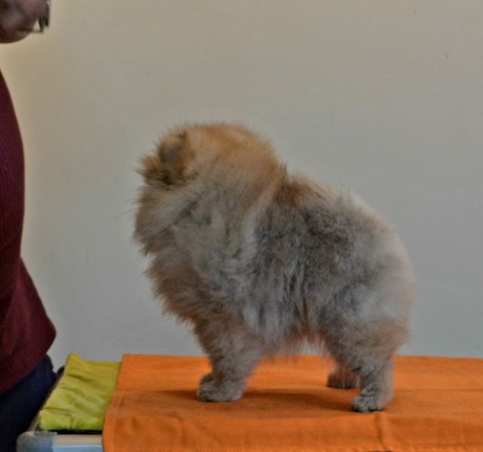 DogsIndia.com - Pomeranian - Mrinmoy Datta