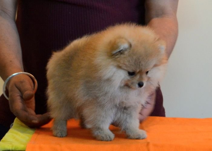 DogsIndia.com - Pomeranian - Mrinmoy Datta