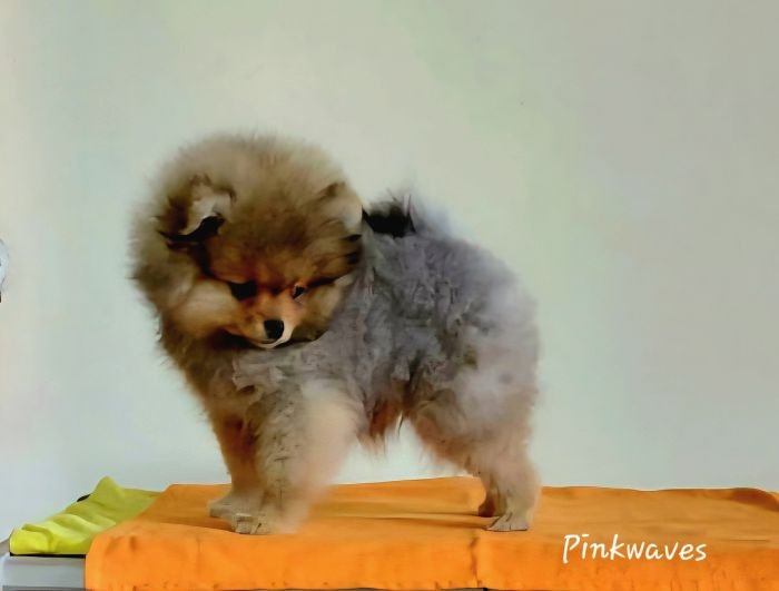 DogsIndia.com - Pomeranian - Mrinmoy Datta