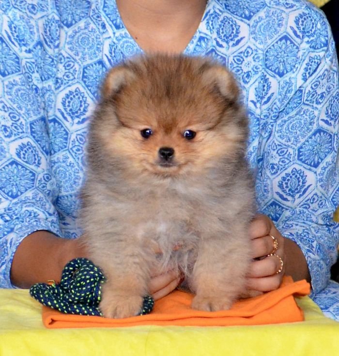 DogsIndia.com - Pomeranian - Mrinmoy Datta